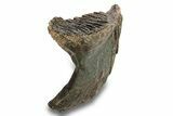 Fossil Woolly Mammoth Molar - Siberia #259878-3